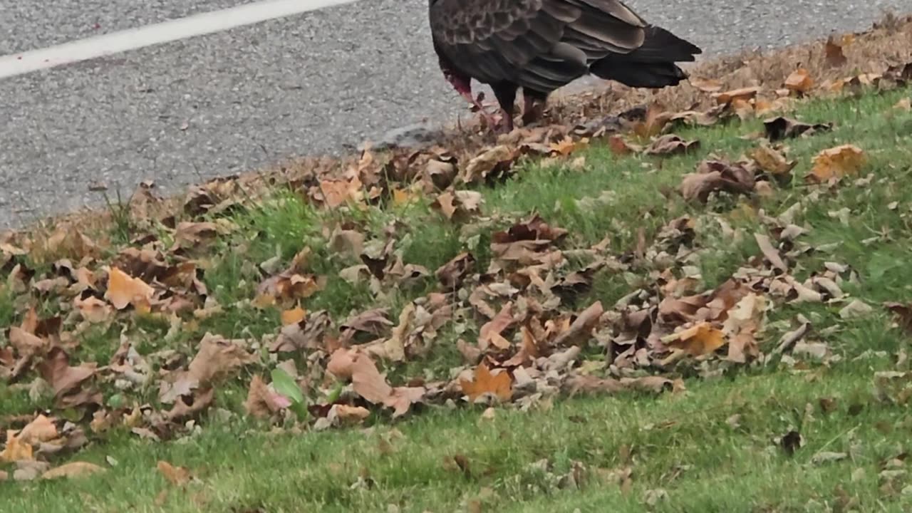 Vulture