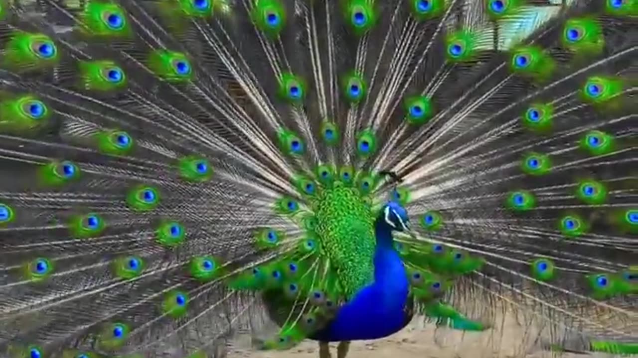 Peacock dancing