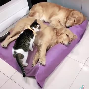 Tube Cats.Cute Cat With Two Cute Dogs
