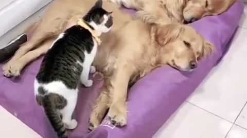 Tube Cats.Cute Cat With Two Cute Dogs