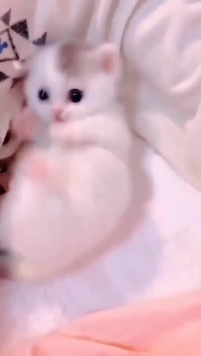 ute cat and funny cat shorts❤#shorts #cat #cutecat #funnycats #viral