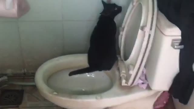 Surprising! My kitty can use toilet