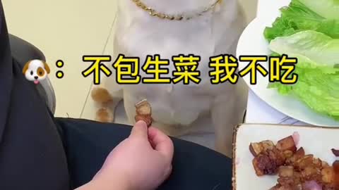 Funny dog eating reaction