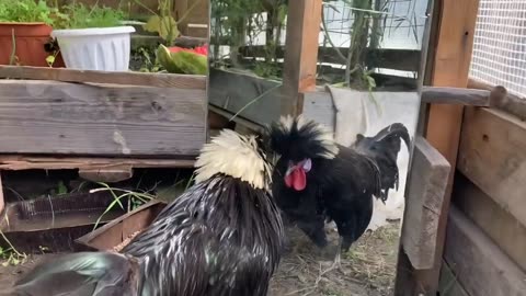 Rooster Reaction on his Own Image in Mirror