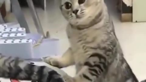 TRY NOT TO LAUGH😂😃Top Funny Cat Videos