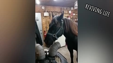 CRAZIEST AND FUNNIEST VIDEOS OF PET_ALL THE BEST Compilation