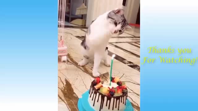 fuuny videos pets at home