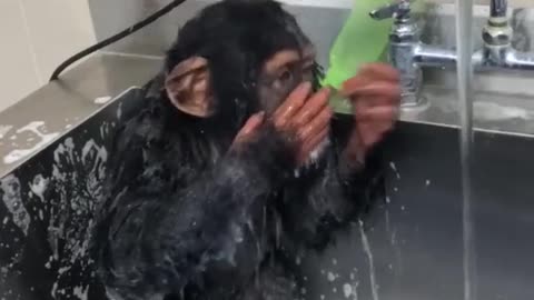 Funy monkey washing his face 🤣