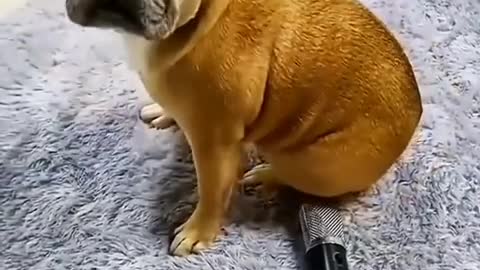 The only one who will never leave me is you, my dear puppy