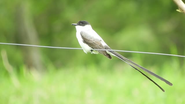 Cute Small Bird