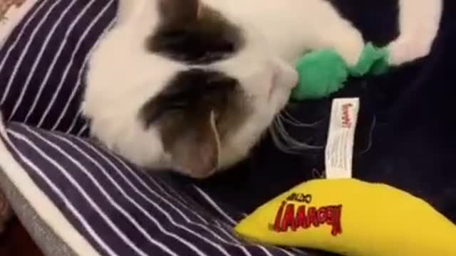 cute little cat makes you laugh!