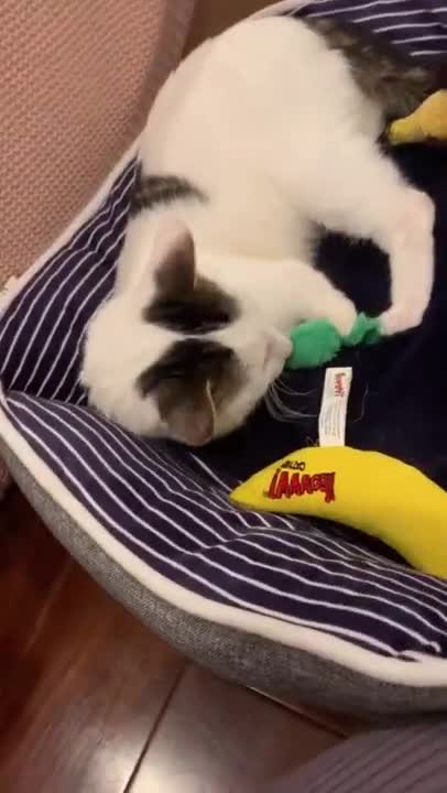 cute little cat makes you laugh!