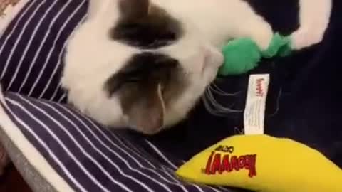 cute little cat makes you laugh!