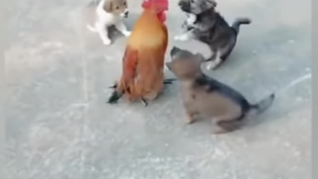 chicken and dog fight