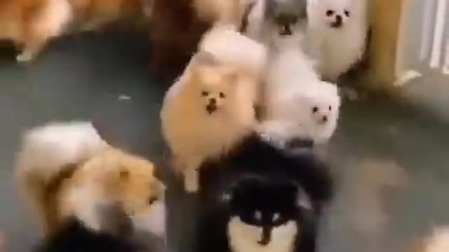 Miren estos hermosos cachorros