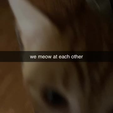 Cosmo has a meowing addiction