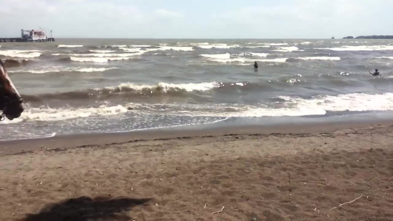 Cattle on Lake Nicaragua Beach