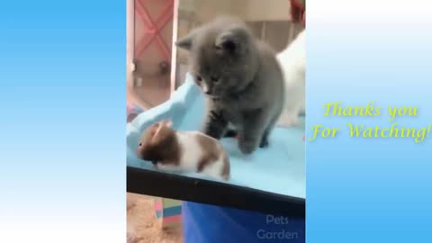 Funny and Cute Cat's Life 👯😺 Cats and Owners are my best friends Videos.