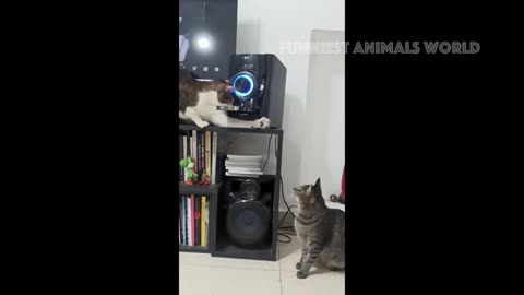 Cat and dogs funniest video