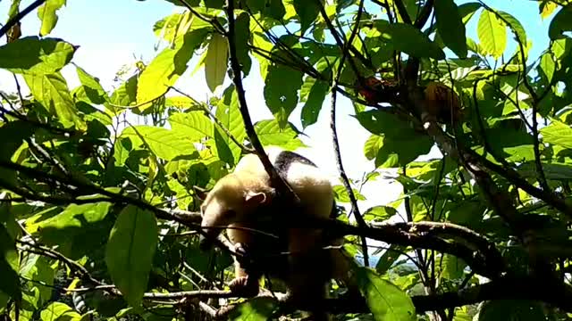 Tamanduá-Mirim resting in a Tree / Tamanduá-Mirim Tirando uma Soneca