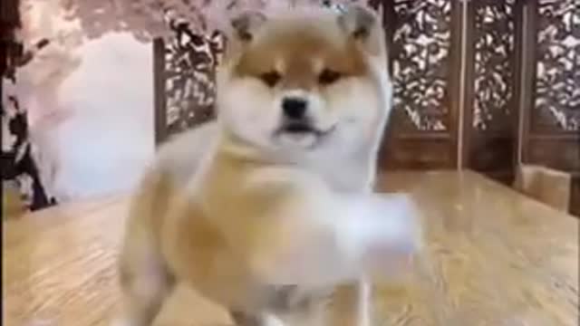 SO FUNNY😂😂 Super Dogs And Cats Reaction Videos ▶️1