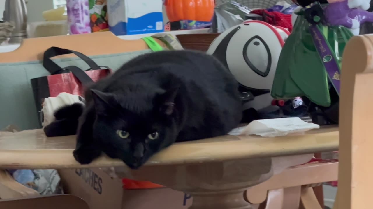 Cute Precious Piper Needs to Catch Up On Her Sleep - Adopting a Cat from a Shelter Vlog