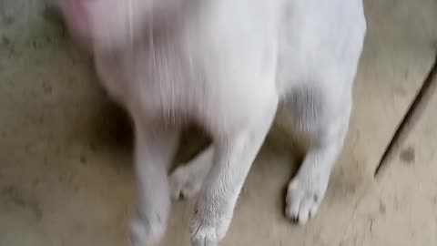 Cat Sound.#cat #kitten #pets #animal #shorts #rumbel