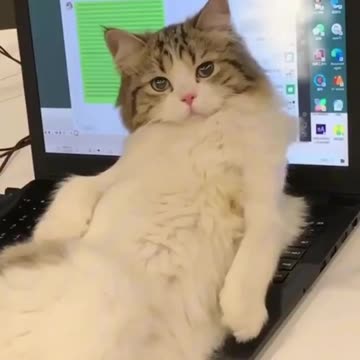 Cat demanding some TLC time 🤣