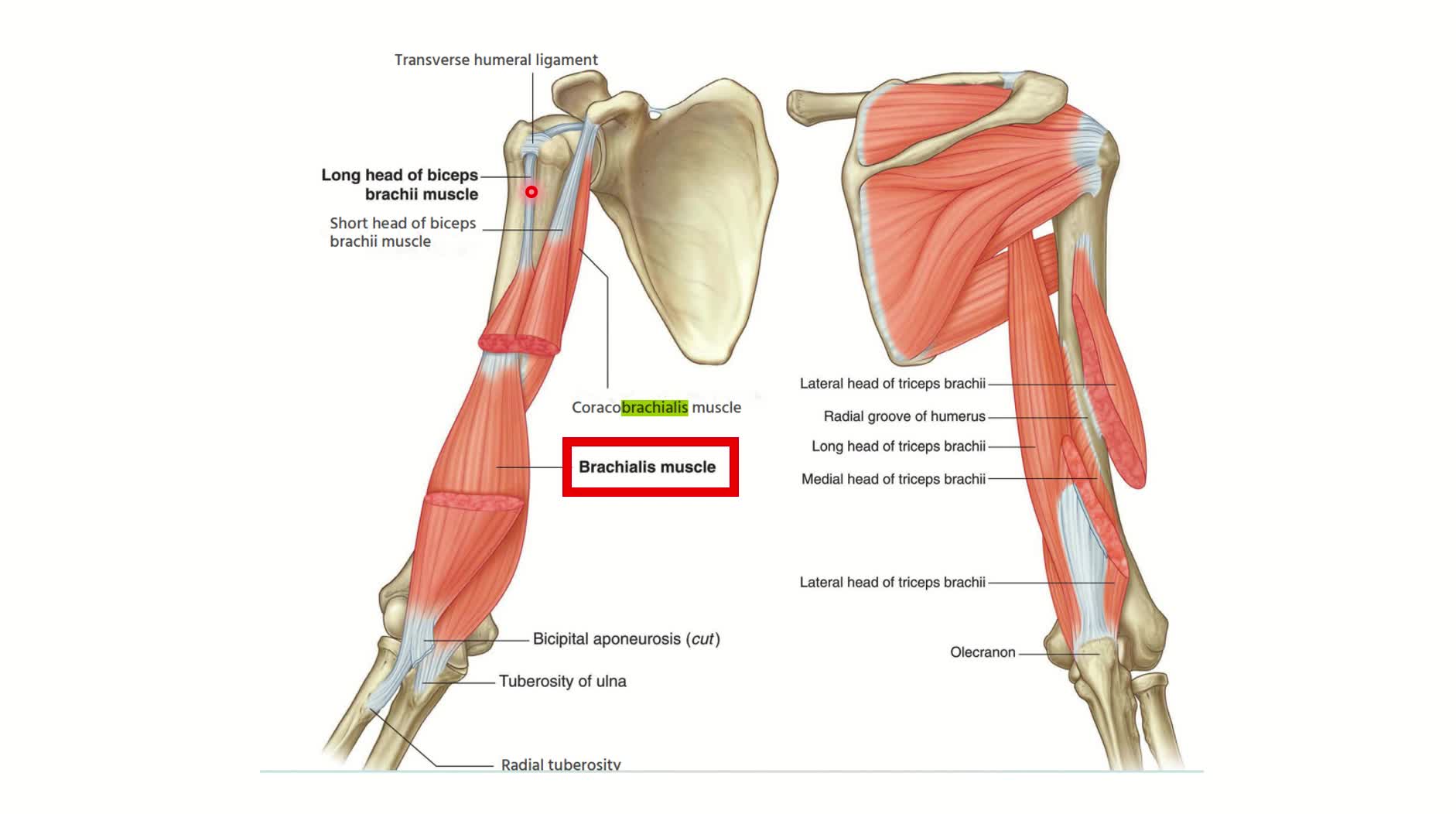 Capsule of elbow joint