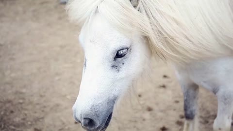 White Horse Close-Up