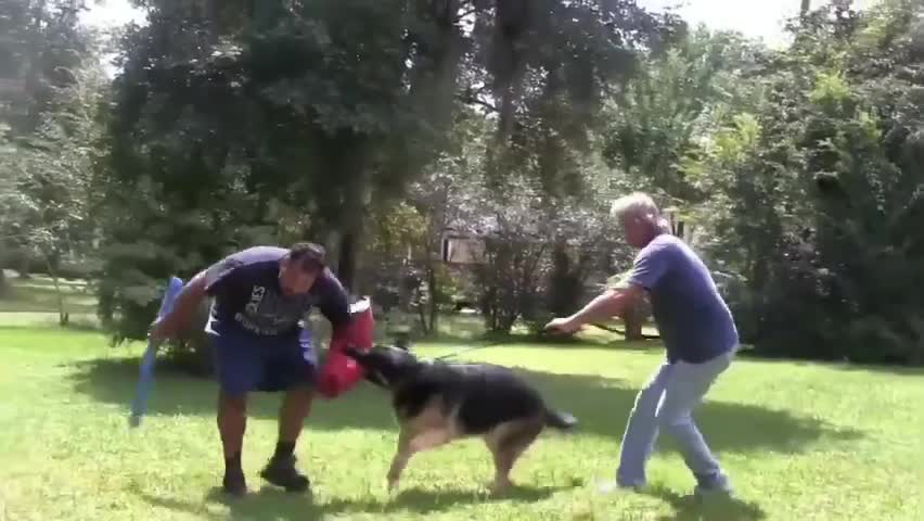 How To Make Dog Become Aggressive Instantly With Few Simple Tricks