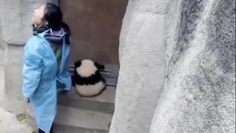 A Little Panda Climb The Door