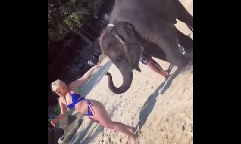 Local baby elephant getting frisky with a tourist on a Thailand paradise beach