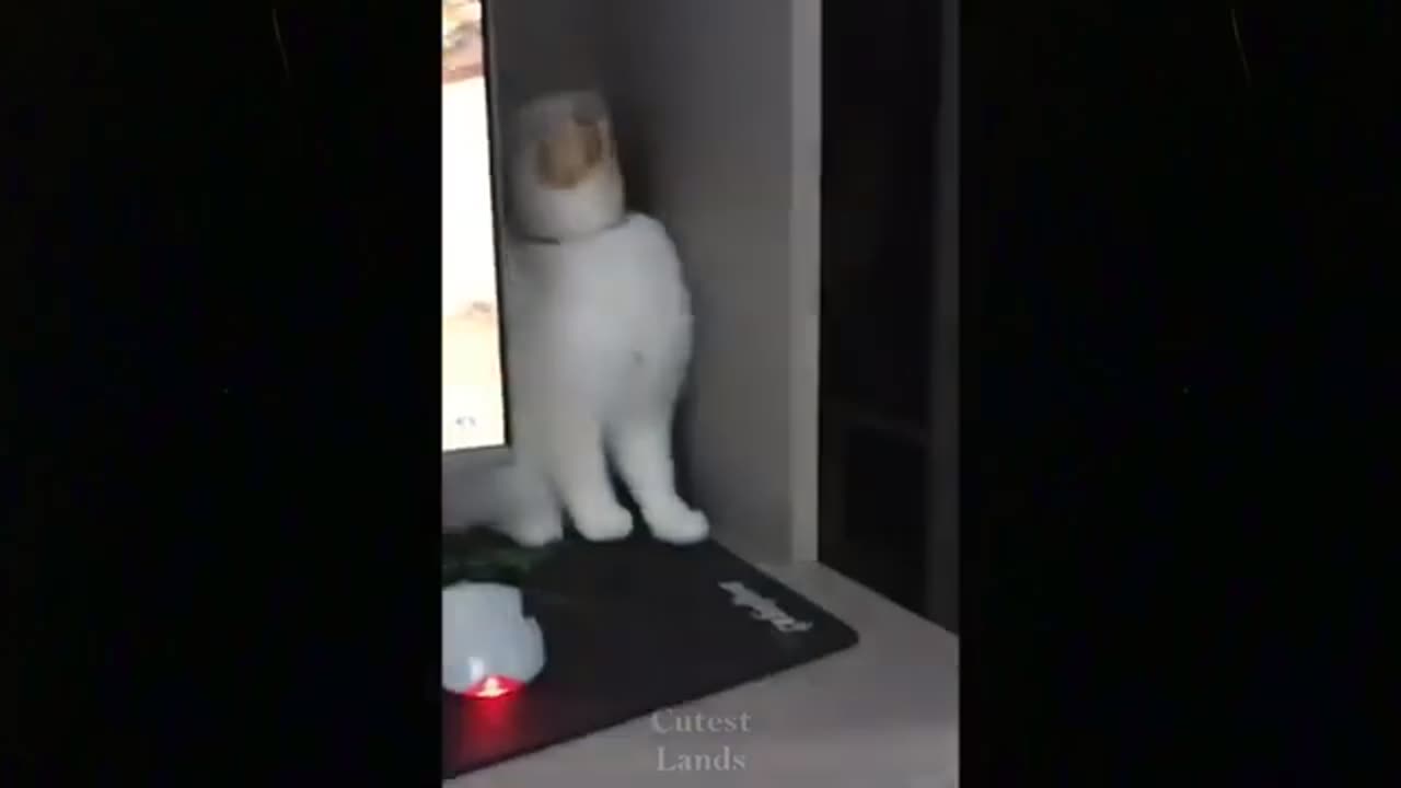 Funny videos