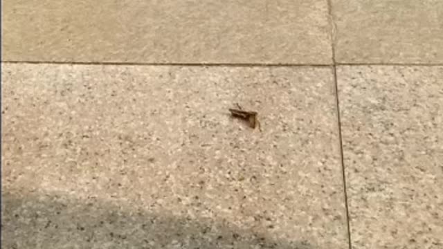 Killer bee kills and eats grasshopper