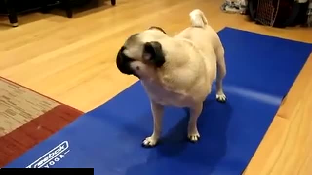 Yoga dog