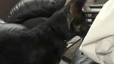 german shepherd puppy and cat boxing funny video