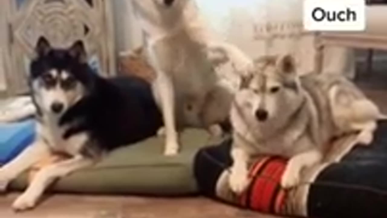 Hilarious Paws - Animal Videos #shorts