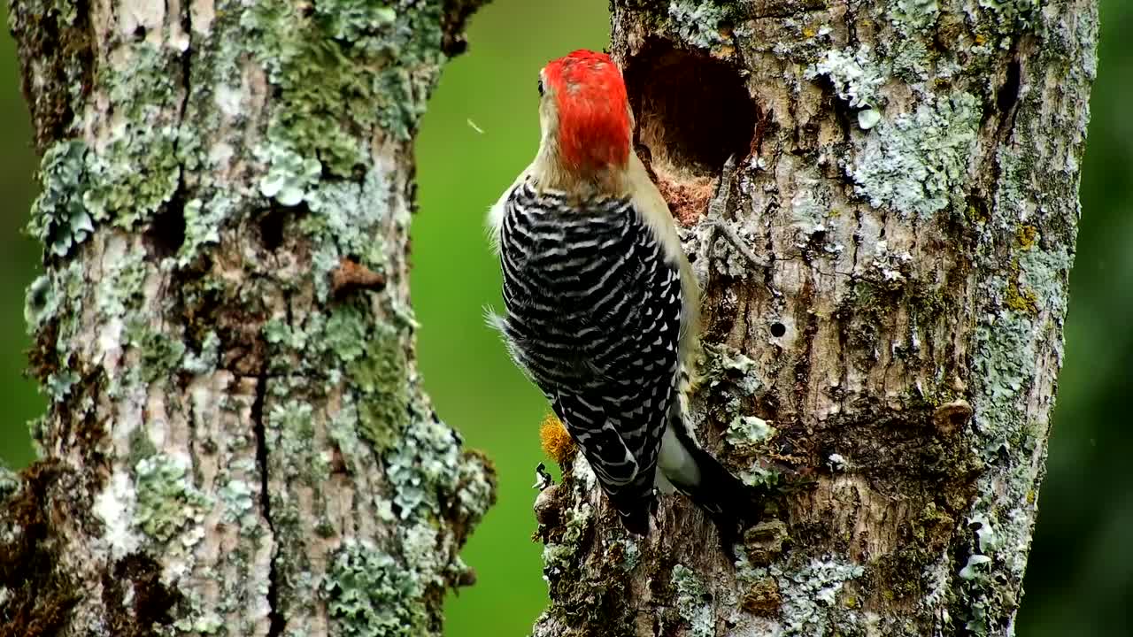 world of bird on the tree eating the feed