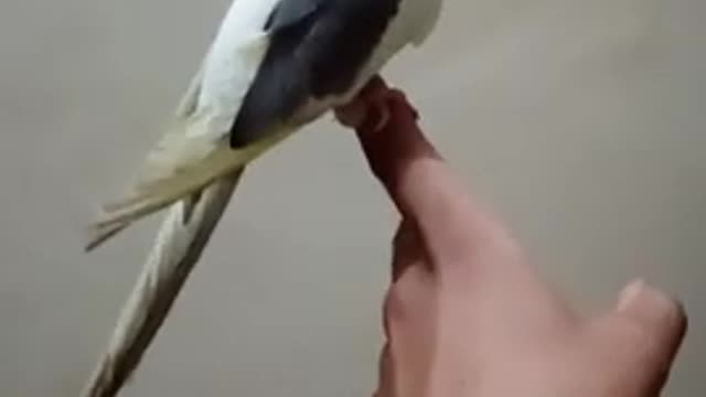 A Training Parrot Stand On The Hand