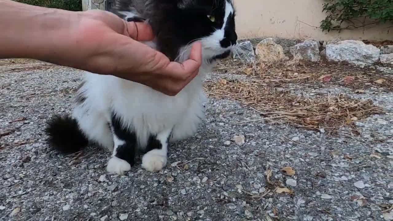 Beautiful tuxedo cat and her friends are so so cute