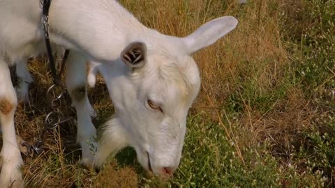 Cute goat🐐🐐 | eating the grass