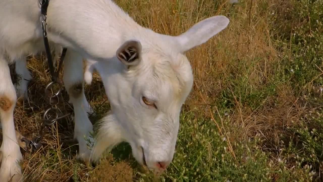 Cute goat๐๐ | eating the grass