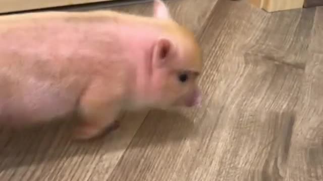 Baby Perci pig