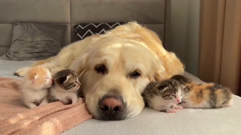 Adorable Golden Retriever and Baby Kittens