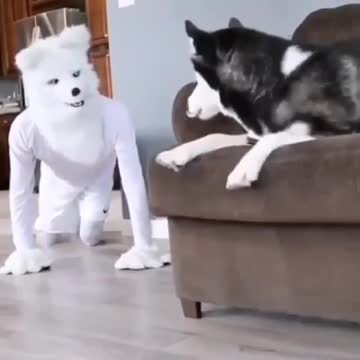Super creepy horror Dog trolling Dog is alone at home training
