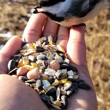 A bird is feeding On the hand