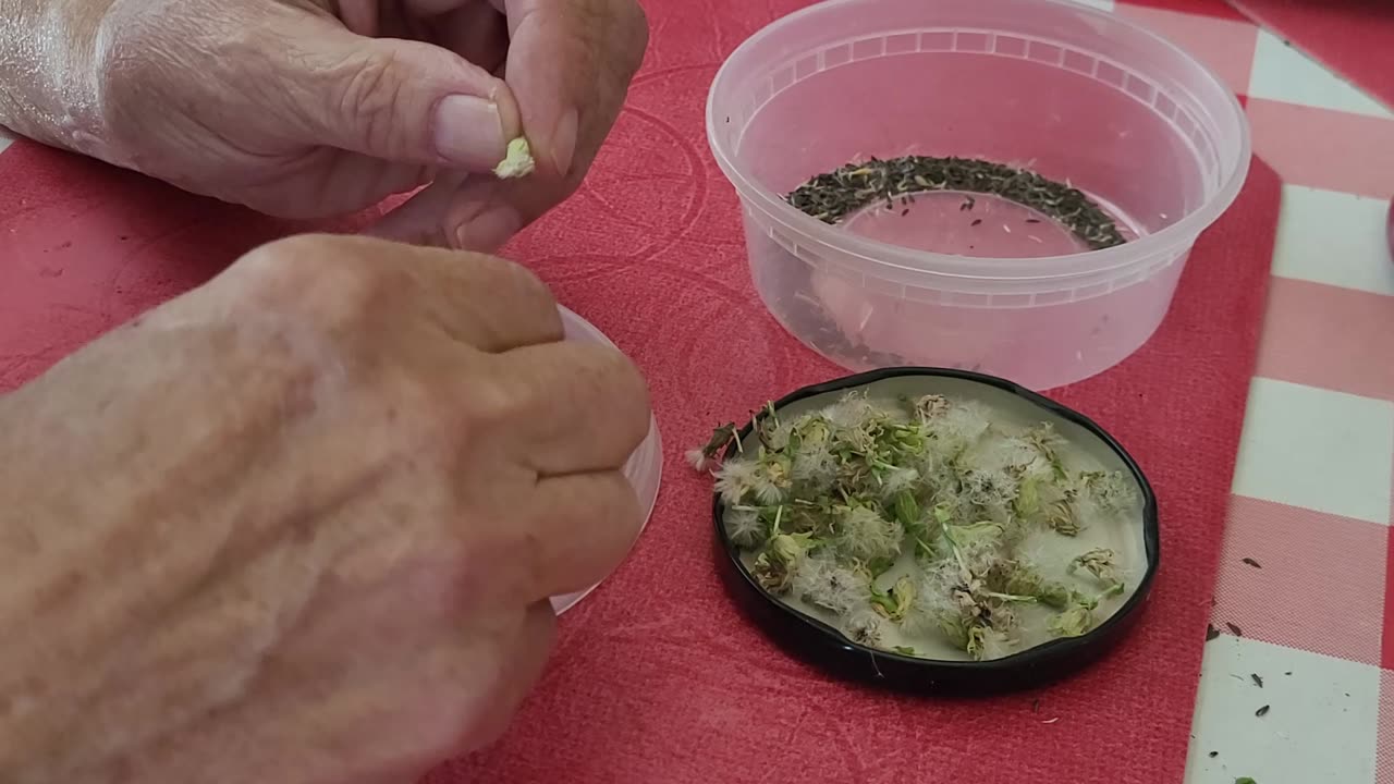 Harvesting Seeds - Black-Seeded Simpson Lettuce a Random Hippie-Biker Moment