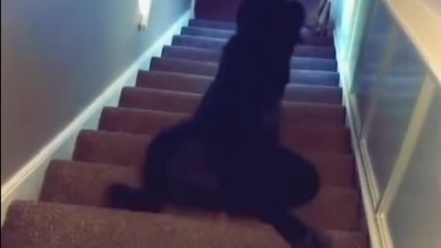 How to go down stairs 😂😂 funny tiktok