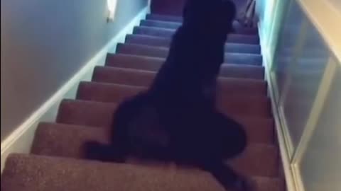 How to go down stairs 😂😂 funny tiktok